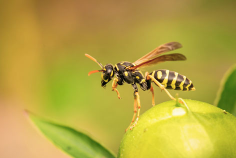 Beschrijvend genezen Verdragen Insectenbeet: Hoe kan ik een insectenbeet herkennnen en behandelen | UC
